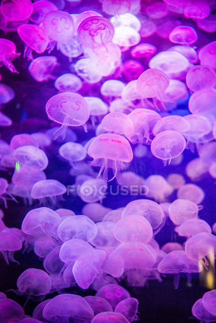 Medusas rosadas en San Francisco acuario, California, Estados Unidos - foto de stock