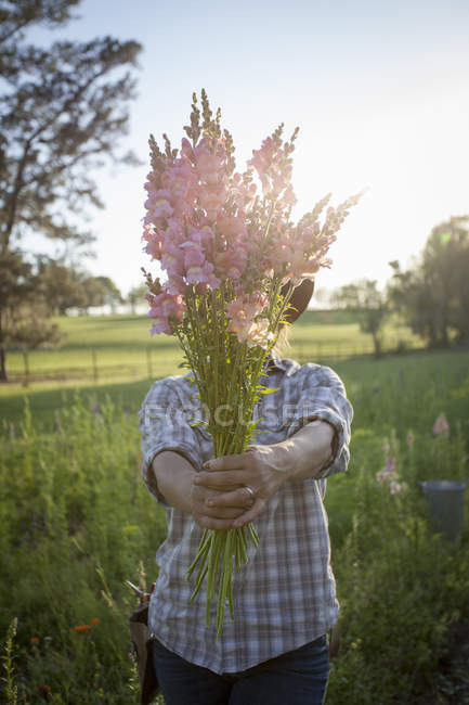 Portrait of young woman holding bunch of snapdragons (antirrhinum) from flower farm field — Stock Photo