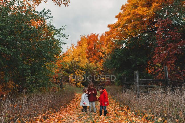 Dos niñas y una hermana pequeña mirando las hojas de otoño en el camino rural - foto de stock