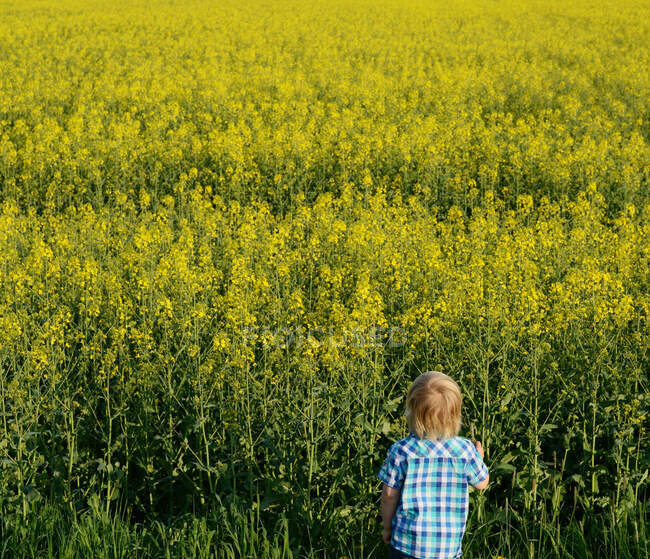 Хлопчик дивиться на поле, високий кут зору — стокове фото