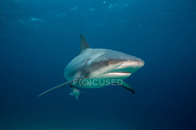 Underwater view of swimming tiger shark — Stock Photo