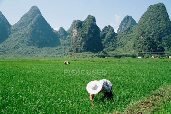 Farm workers in china — Stock Photo
