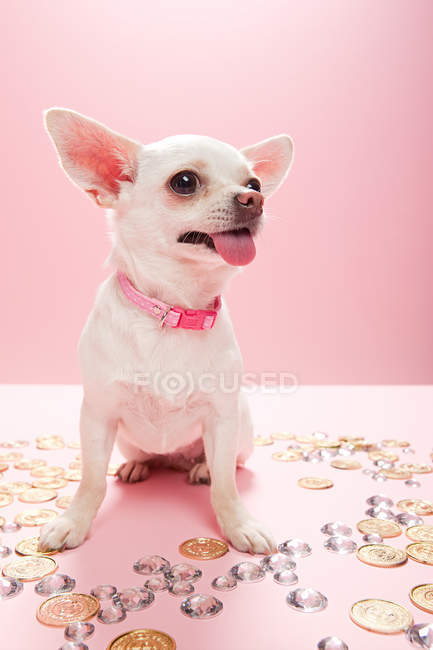 Chihuahua mit Schmuck und Münzen — Stockfoto