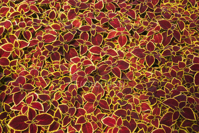 Tightly packed burgundy and yellow Solenostemon - Coleus plant leaves in a commercial greenhouse in spring, Quebec, Canada — Stock Photo