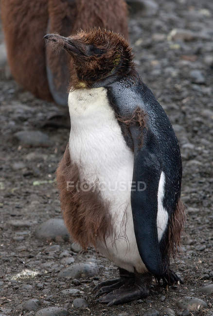 Rey pingüino polluelo - foto de stock