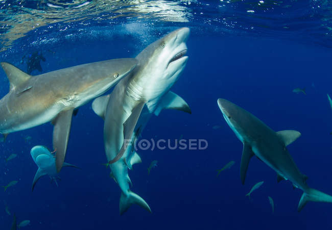 Nourrir les requins des récifs caribéens, vue sous-marine — Photo de stock