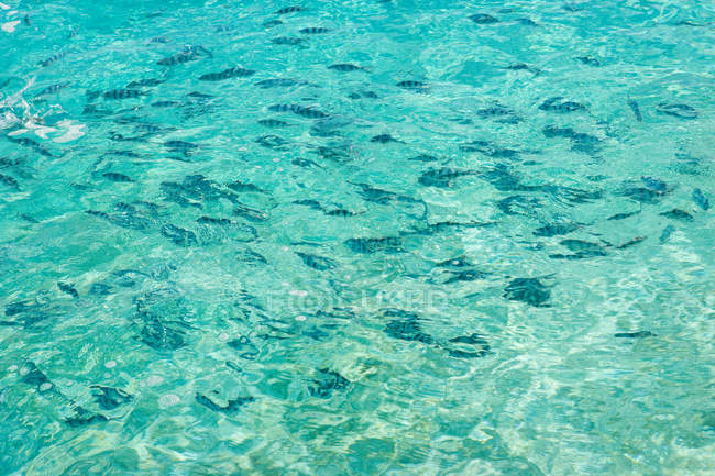 Fishes in the South Pacific Ocean — Stock Photo
