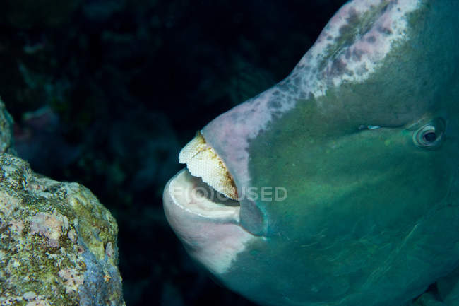 Close-up of Bumphead parrotfish, underwater view — Stock Photo