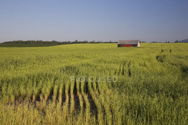 Pequeño granero de madera rojo y gris en medio de un campo de cebada en verano, Saint-Jean, Ile d 'Orleans, Quebec, Canadá - foto de stock