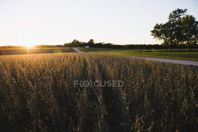 Strada rurale e campo di soia al tramonto, Missouri, Stati Uniti — Foto stock