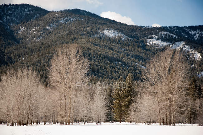 Bare trees and mountain ranges — Stock Photo