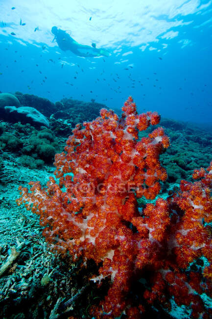 М'які корали і дайвер . — стокове фото