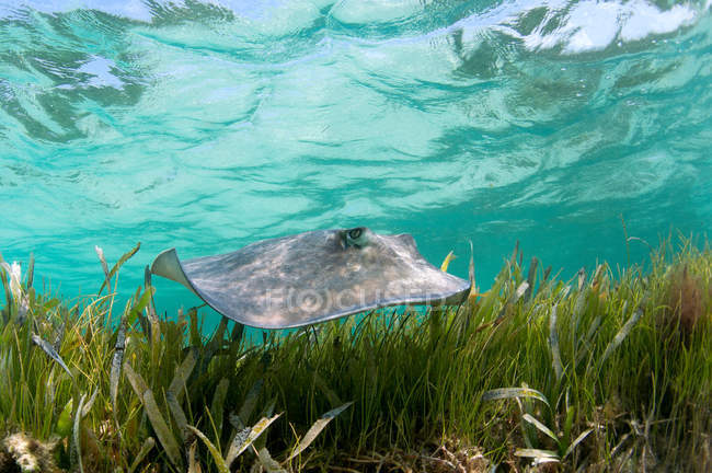 Sting ray swimming in tropical water — Stock Photo