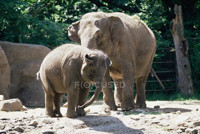 Слон і теля стоячи в зоопарку — стокове фото