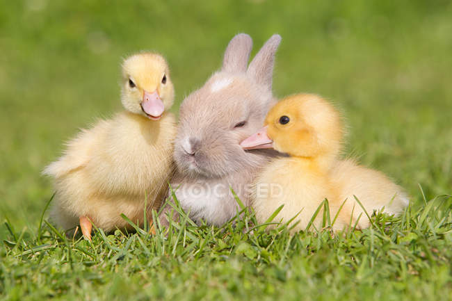 Rabbit and two ducklings — Stock Photo