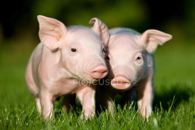 Two piglets on green grass in bright sunlight — Stock Photo