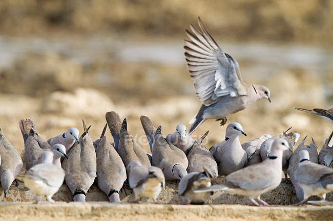 Close-up view of beautiful grey turtle doves in wild — Stock Photo