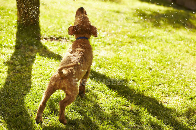 Visão traseira do filhote de cachorro Labrador sacudindo a água no gramado verde — Fotografia de Stock