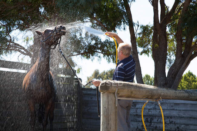 Mature man washing horse using hose — Stock Photo