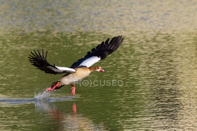 Egyptian goose flying — Stock Photo