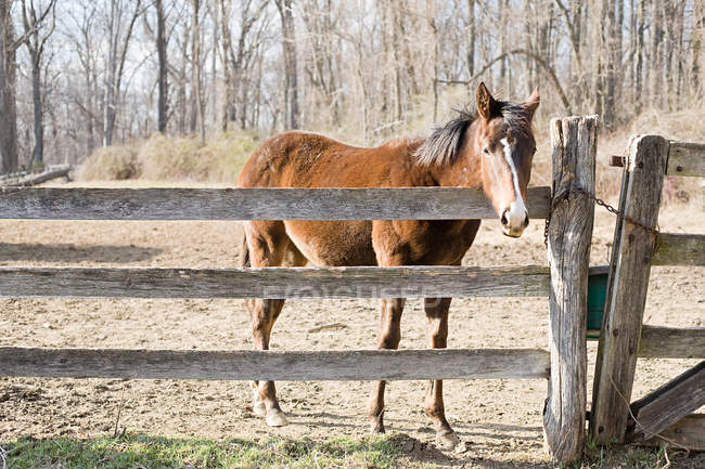 Cavalo que estande ao lado da cerca na luz solar brilhante — Fotografia de Stock