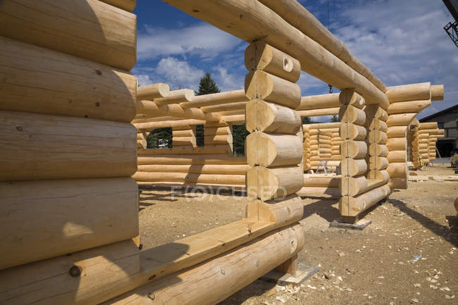Unfinished white pine log cabin — Stock Photo