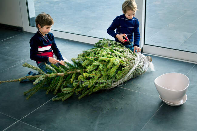 Chicos preparando el árbol de Navidad en casa - foto de stock