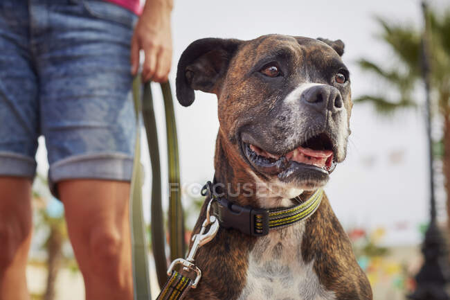 Un retrato de un perro boxeador feliz y mascota sentado con una correa y un collar. - foto de stock