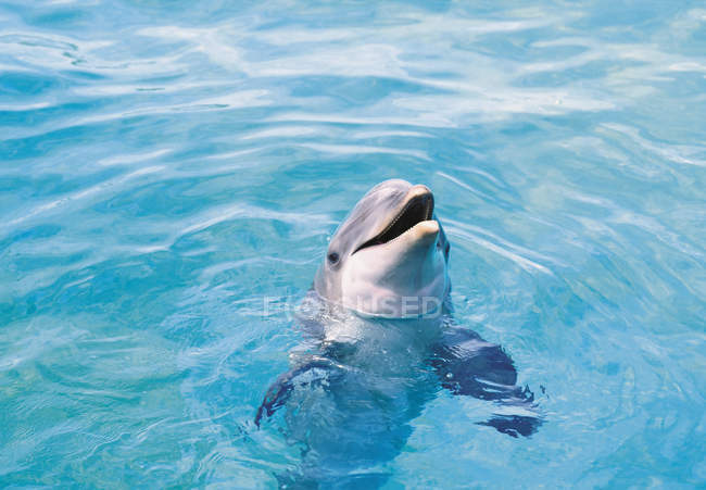 One dolphin in blue transparent water — Stock Photo