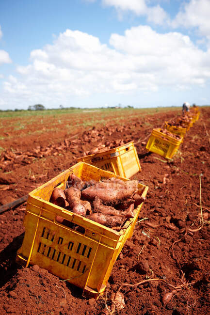 Crates of sweet potatoes in field — Stock Photo