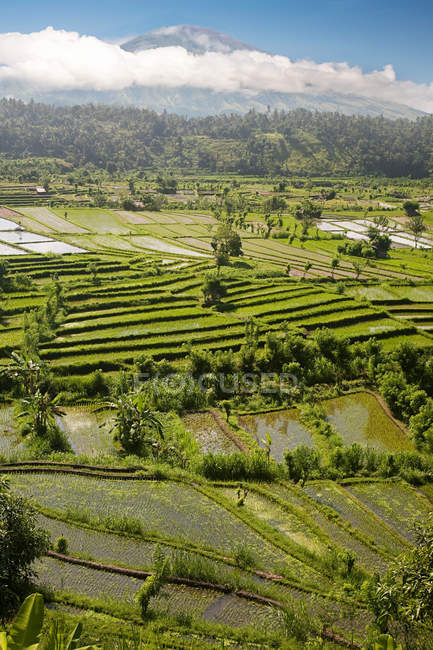 Vulcão Gunung abang e campos de arroz — Fotografia de Stock