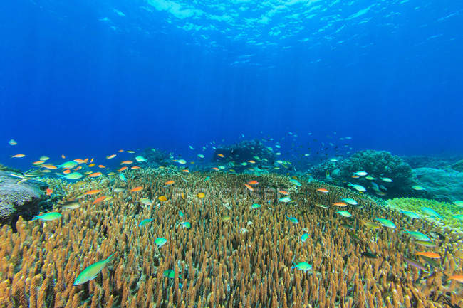 Peces nadando en los arrecifes de coral bajo el agua - foto de stock