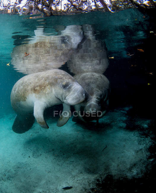 Manatíes marinos flotando bajo el agua - foto de stock