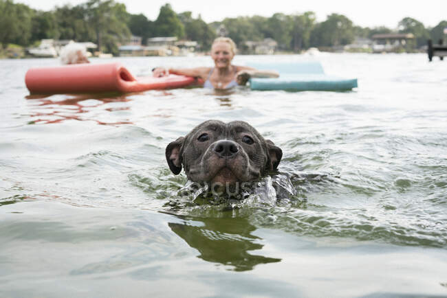 Pitbull perro nadando en el lago, Shalimar, Florida, EE.UU. - foto de stock