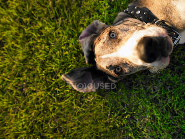 Vue de dessus du chien couché sur l'herbe et regardant la caméra — Photo de stock