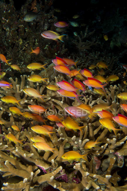 Рыбы-школьники плавают на коралловом рифе — стоковое фото