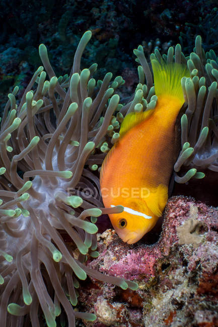Clownfish guarding eggs in anemone plant — Stock Photo