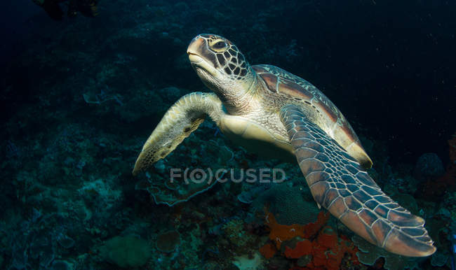 Tortue nageant au récif corallien sous l'eau — Photo de stock