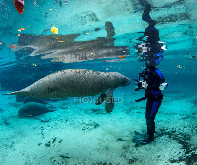 Manatees at Crystal River, Florida, taken under permit #14044, Station 41510, January 13, 2014 — Stock Photo