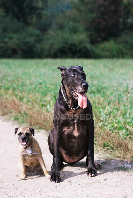 Two dogs sitting on path by field — Stock Photo