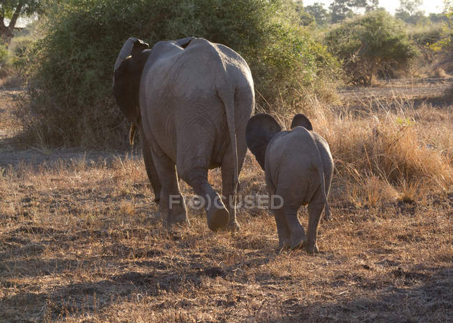 Mère et bébé éléphant — Photo de stock