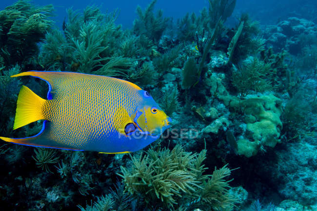 Reina angelfish en arrecife de coral bajo el agua - foto de stock