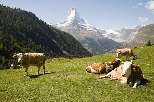Mucche appoggiate sulla collina — Foto stock