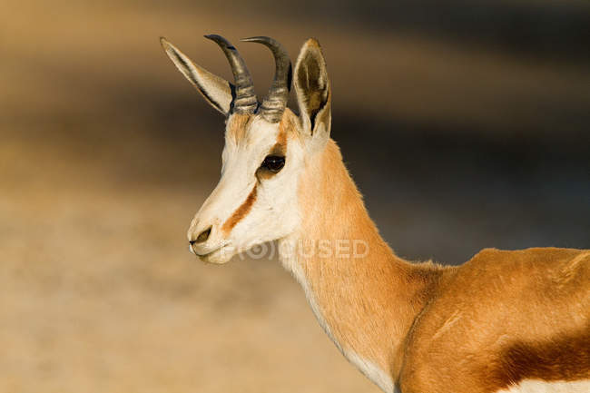 Close up shot of springbok in bright sunlight — Stock Photo
