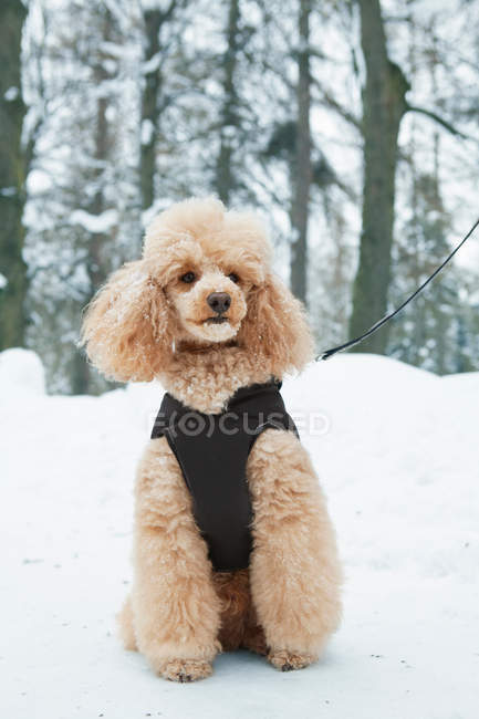 Poodle de damasco sentado no caminho nevado — Fotografia de Stock