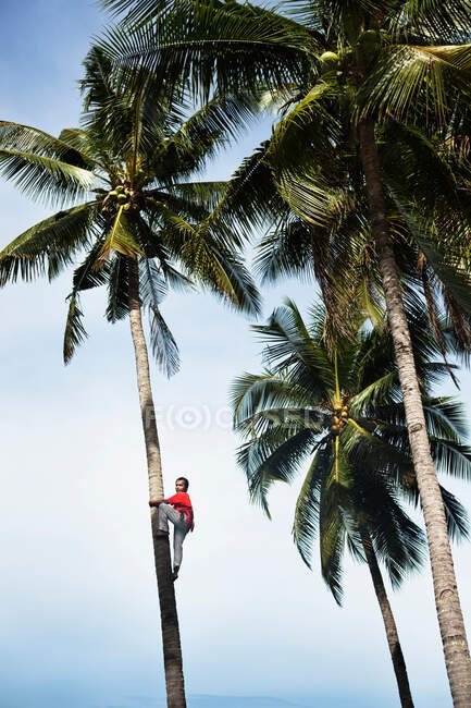 Uomo arrampicata palme tropicali — Foto stock