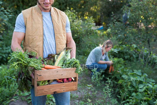 Mulher colhendo culturas na fazenda, homem segurando caixa de culturas — Fotografia de Stock