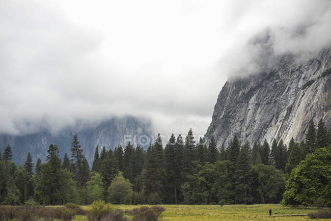 Зеленые деревья и туманные горы — стоковое фото