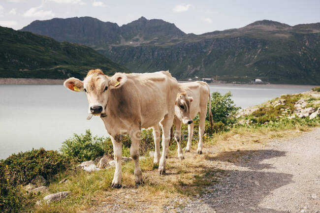 Cows by lake and mountain range looking at camera, Partenen, Vorarlberg, Austria — Stock Photo