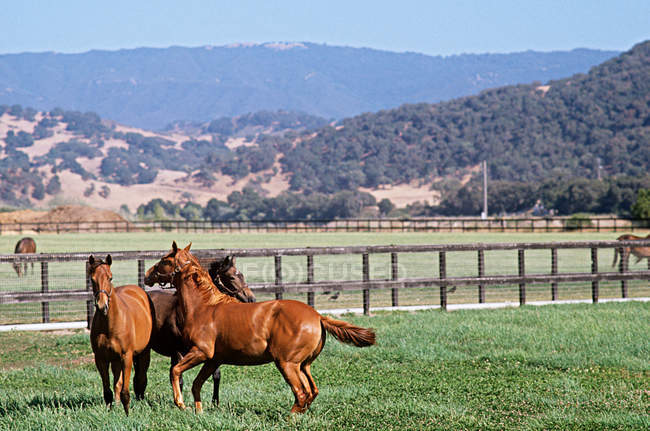 Horses grazing in a field at daytime — Stock Photo